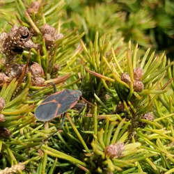 Longmeadow Historic District - Longmeadow