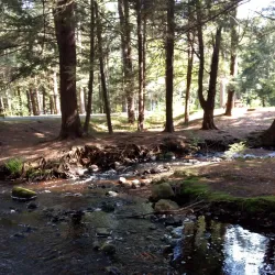 Otter River State Forest - Lunenburg