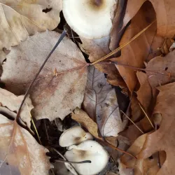 Otter River State Forest - Lunenburg