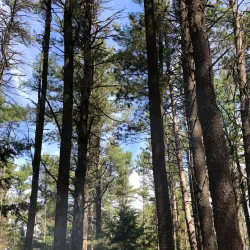 Otter River State Forest - Lunenburg