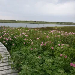 Chilmark Pond - Martha's Vineyard