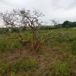 Chilmark Pond - Martha's Vineyard