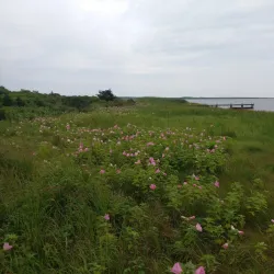 Chilmark Pond - Martha's Vineyard