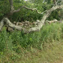 Chilmark Pond - Martha's Vineyard
