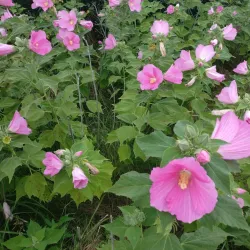 Chilmark Pond - Martha's Vineyard