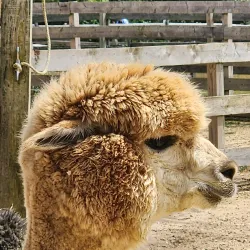 Island Alpaca Company - Martha's Vineyard