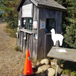 Island Alpaca Company - Martha's Vineyard