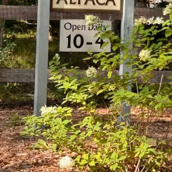 Island Alpaca Company - Martha's Vineyard