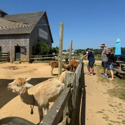 Island Alpaca Company - Martha's Vineyard