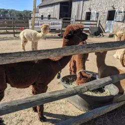Island Alpaca Company - Martha's Vineyard