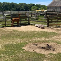 Island Alpaca Company - Martha's Vineyard