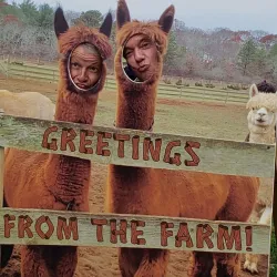 Island Alpaca Company - Martha's Vineyard