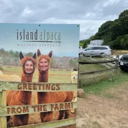 Island Alpaca Company - Martha's Vineyard