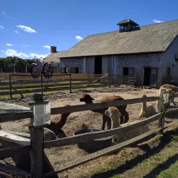 Island Alpaca Company - Martha's Vineyard