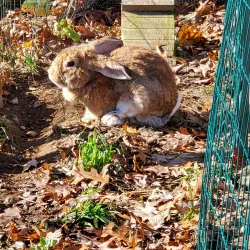 Natick Community Organic Farm - Natick