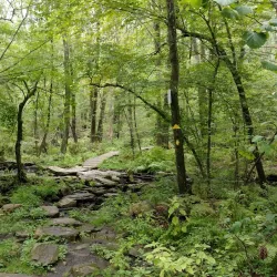 Broadmeadow Brook Trail - Needham