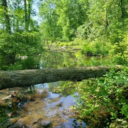 Broadmeadow Brook Trail - Needham