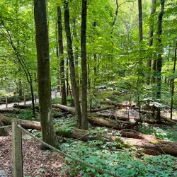 Broadmeadow Brook Trail - Needham