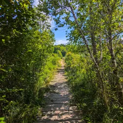 Clarke Middle School Nature Trail - Needham