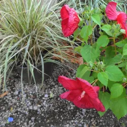 Greene's Field - Needham