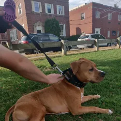 Greene's Field - Needham