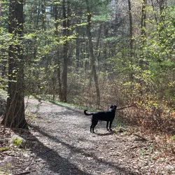 High Rock Reservation - Needham