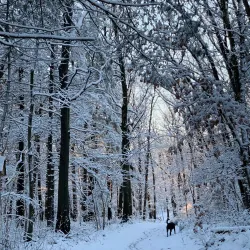 High Rock Reservation - Needham