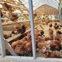 Cider Hill Farm - North Andover