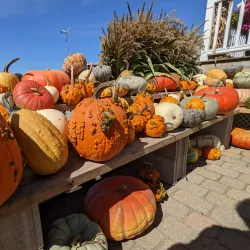 Cider Hill Farm - North Andover