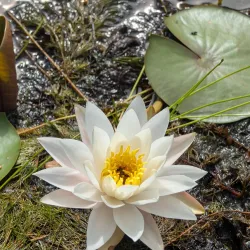 Harold Parker State Forest - North Andover