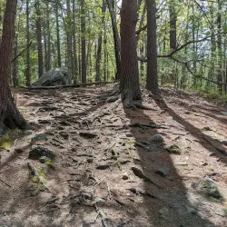 Harold Parker State Forest - North Andover