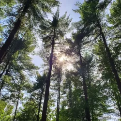 Harold Parker State Forest - North Andover