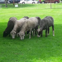 North Andover Town Common - North Andover