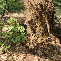 Osgood Hill Reservation - North Andover