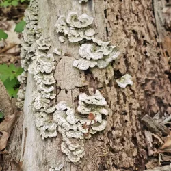Osgood Hill Reservation - North Andover