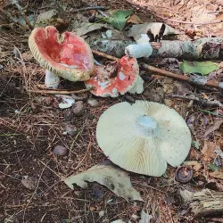 Osgood Hill Reservation - North Andover