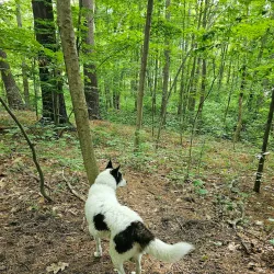 Osgood Hill Reservation - North Andover