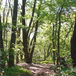 Shawsheen River Trail - North Andover