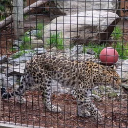 Capron Park Zoo - North Attleborough