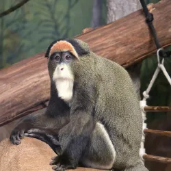 Capron Park Zoo - North Attleborough