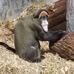 Capron Park Zoo - North Attleborough