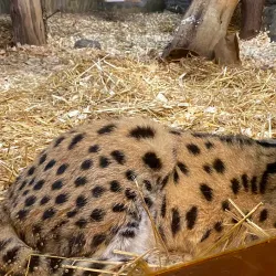 Capron Park Zoo - North Attleborough