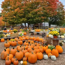 Brooksby Farm - Peabody