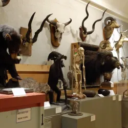 Berkshire Museum - Pittsfield