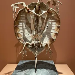 Berkshire Museum - Pittsfield