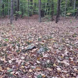 Bidwell House Museum - Pittsfield