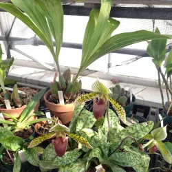 Lyman Estate Gardens - Pittsfield