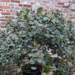 Lyman Estate Gardens - Pittsfield