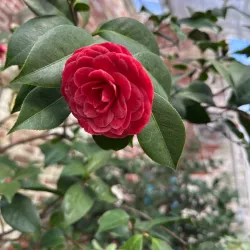 Lyman Estate Gardens - Pittsfield