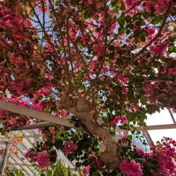 Lyman Estate Gardens - Pittsfield